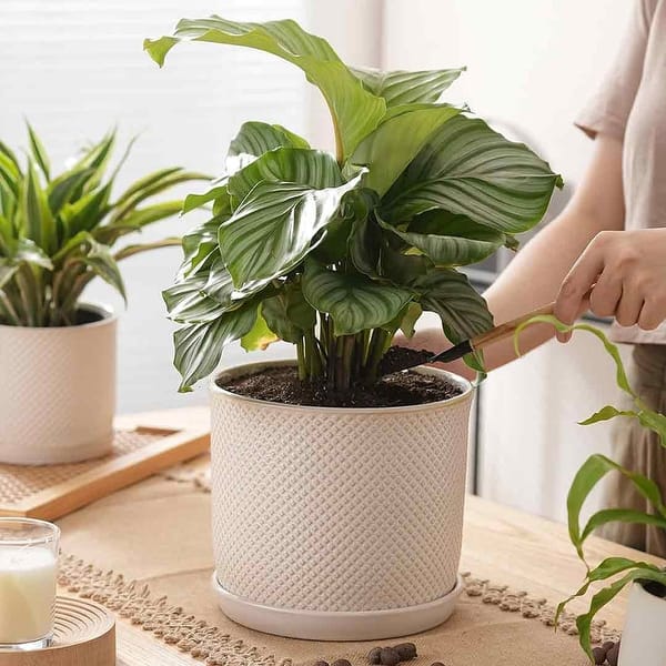 Ceramic Planter Pot with Drainage Hole & Saucer - Beaded Embossed Design  White Planter with Separate Tray - Bed Bath & Beyond - 40345925