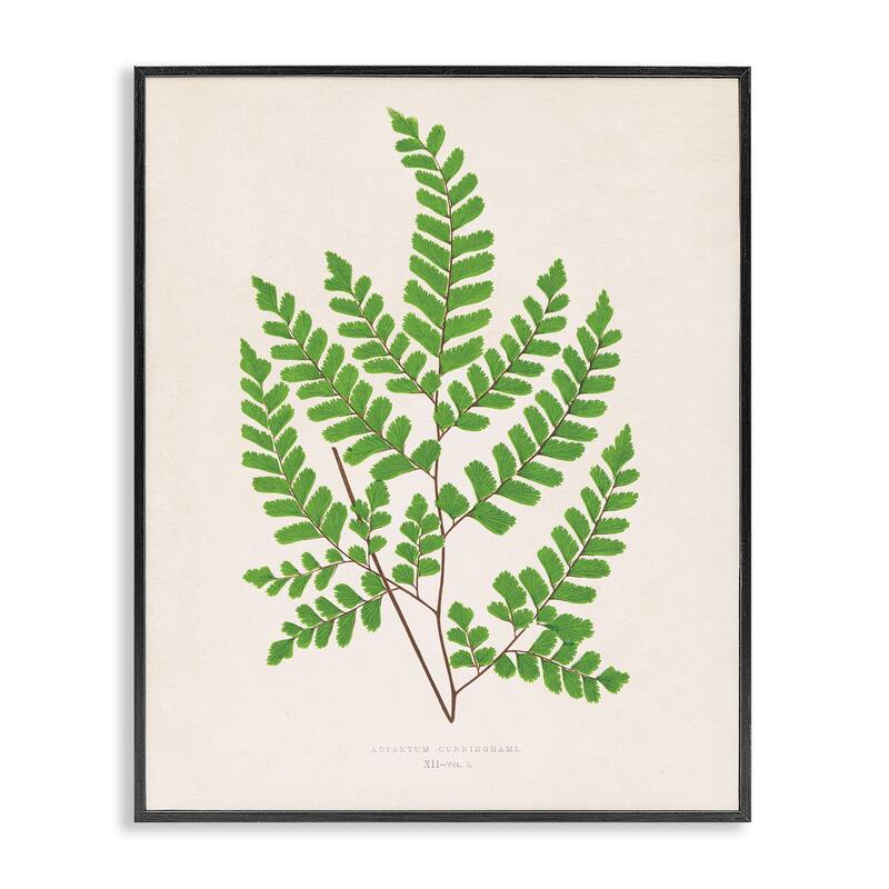 Stupell Woodland Sprigs Study Framed Giclee Art Design By Phillipa Katz - 11 x 14 - Black