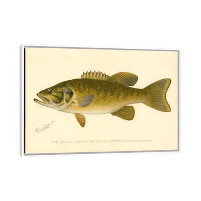 iCanvas "Small Mouthed Black Bass" by Print Collection Framed Canvas Print