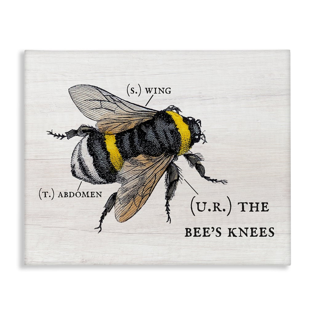 Stupell Anatomy of Honey Bee Pun Charming Bee's Knees Canvas Wall Art