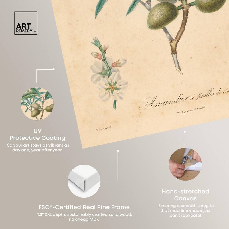 Almond of Georgia II Canvas by Art Remedy, Gallery Wrapped