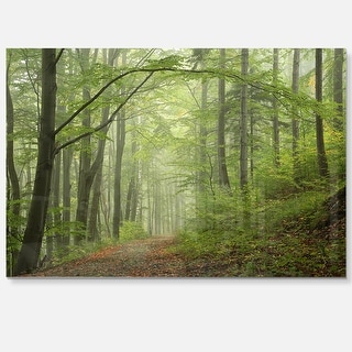 Early Green Fall Forest - Landscape Photo Glossy Metal Wall Art - Bed ...