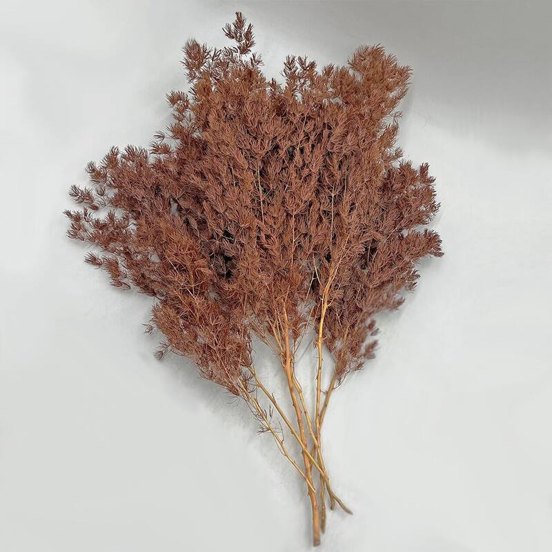 Bundle of 4 Preserved Asparagus Fern,12-20 inches long - 12-20 inch