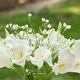 preview thumbnail 3 of 2, Enova Home Mixed Artificial Real Touch Lily and Baby Breath Flower Arrangement in Clear Glass Vase with Faux Water - Cream White