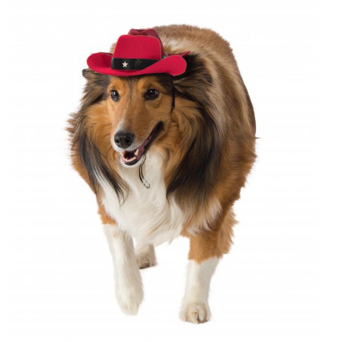 dog in a cowboy hat