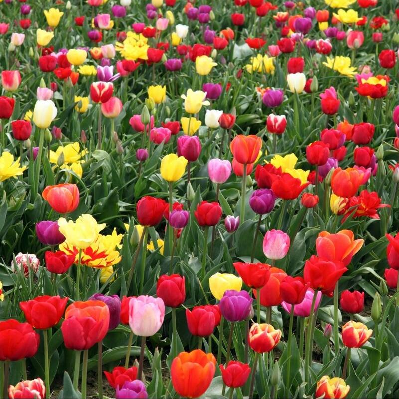 Rose-Like Double Late Colorful Mixed Tulips- Red, Pink, Yellow, Purple Flowers - 18 Bulbs - Attracts Butterflies & Bees