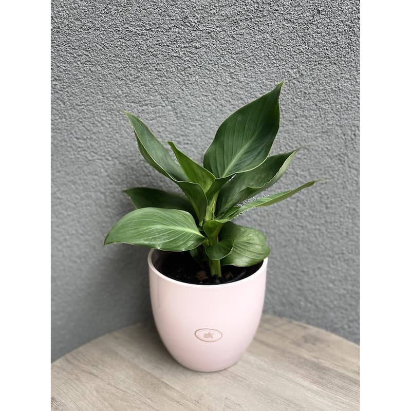 6.3" Ceramic Basel Elegance Indoor Plant Pots - Shiny Light Gray, Shiny Pearl Rose or Gray Beige Metallic