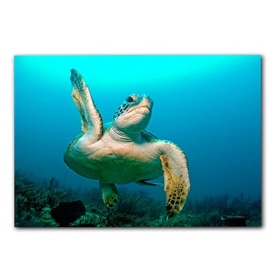 Ready2HangArt 'Turtle High Five' Wrapped Canvas Wall Art