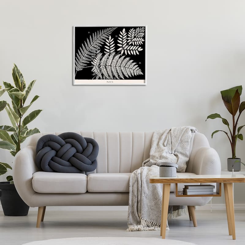 Stupell Fern Varieties on Black Framed Giclee Art Design By Phillipa Katz