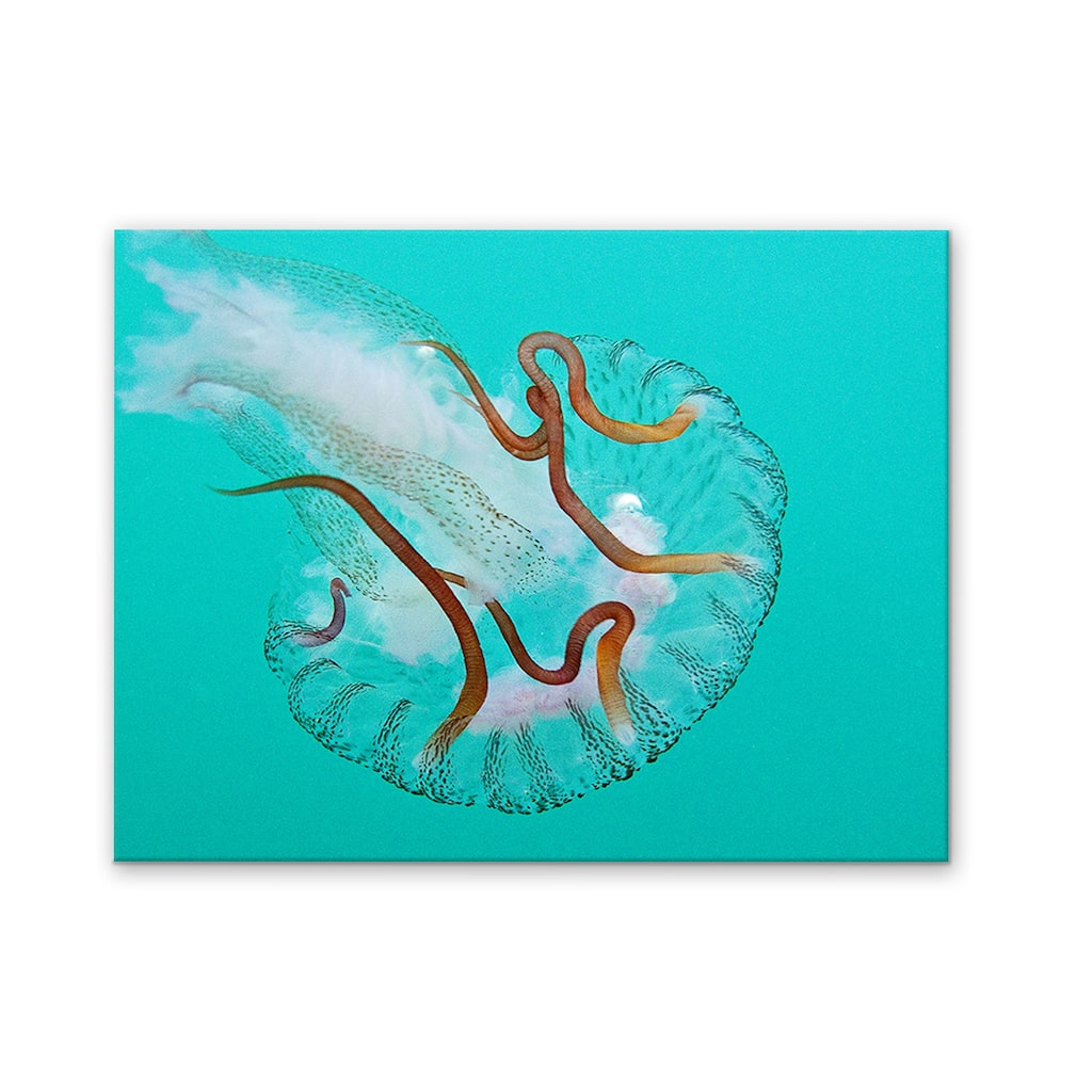 Ready2HangArt 'Jelly Fish' Wrapped Canvas Wall Art