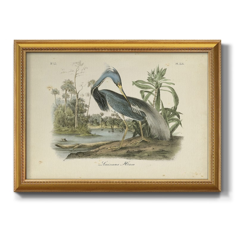 Audubons Louisiana Heron Premium Framed Canvas- Ready to Hang - 24X36 - Gold