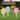 Glitzhome Set of 3 Easter Eggs Wooden Sign Yard Stakes