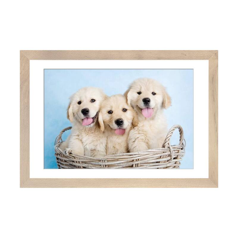 iCanvas "Buffy, Biskit, And Beau" by Rachael Hale - Natural - 24x32x1