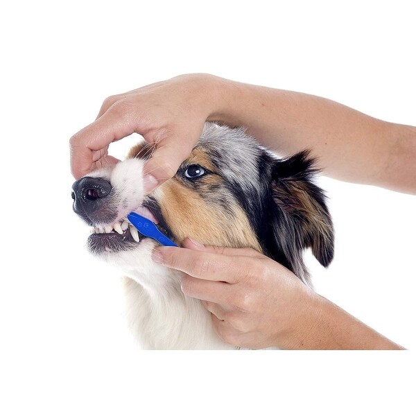 dental products for dogs
