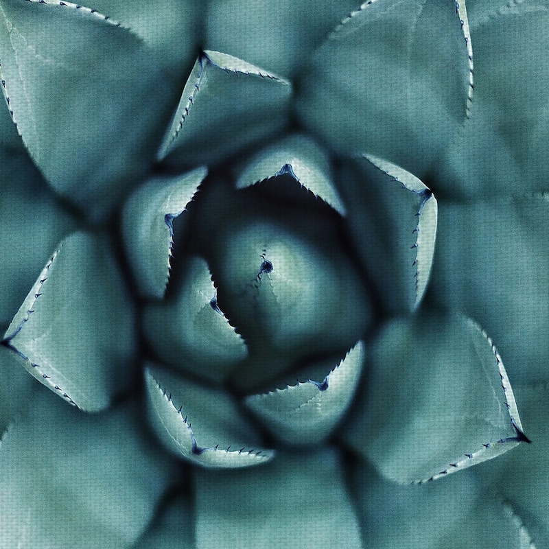 Agave Canvas Art Print