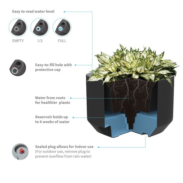 brazill philodendron Philodendron Brasil – Latinx With Plants