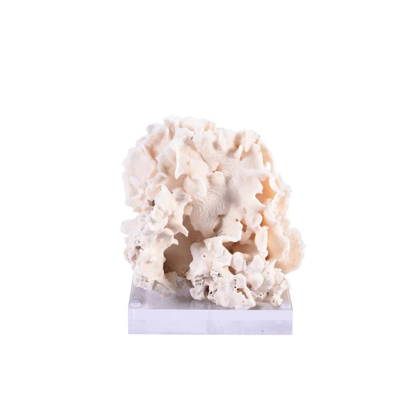 Cactus Coral 7-10 Inch On Acrylic Base