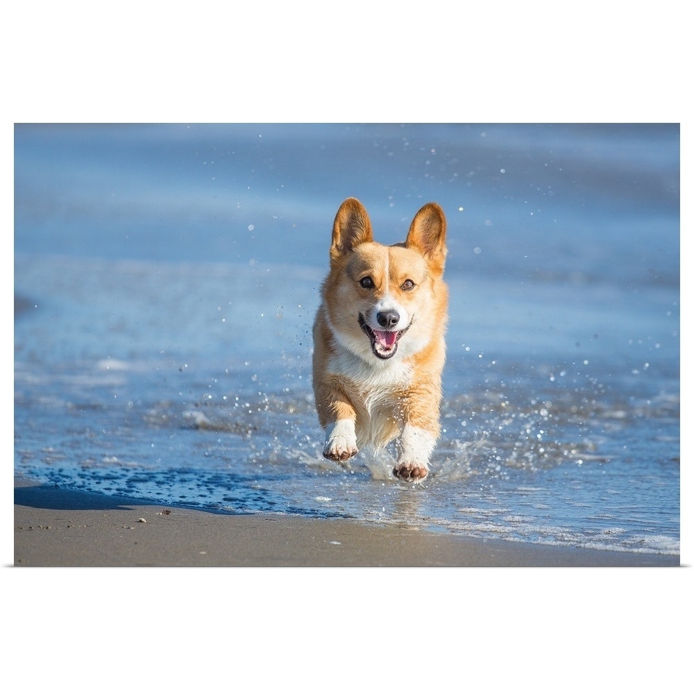 corgi in water