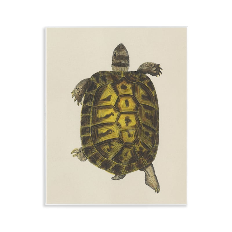 Stupell Vintage Maritime Tortoise Wall Plaque Art Design By Phillipa Katz - 11 x 14