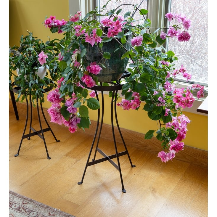 Achla Designs 24.5"H Roman Bronze Powedercoat Finish Wrought Iron Indoor Outdoor Tara Plant Stand - Tall, Patio Garden Accent