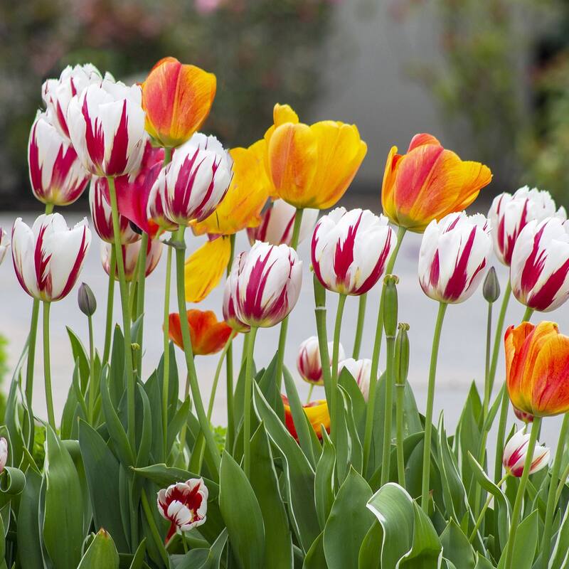 Sweet Sorbet Mixed Tulips - 24 Bulbs - Red, Pink & White Flowers Attracts Butterflies, Bees & Hummingbirds - 24 Bulbs - 24 Bulbs