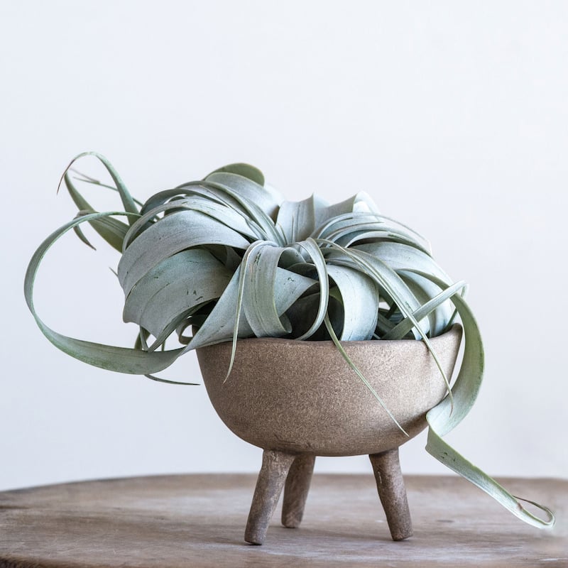 Terracotta Footed Planter