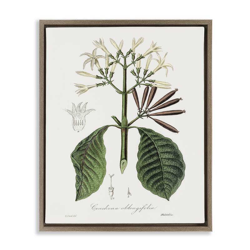 Stupell Vintage Flora Study Framed Floater Canvas Wall Art Design By CAD Designs - 17 x 21 - Brown