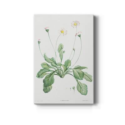 Daisy Premium Gallery Wrapped Canvas - Ready to Hang