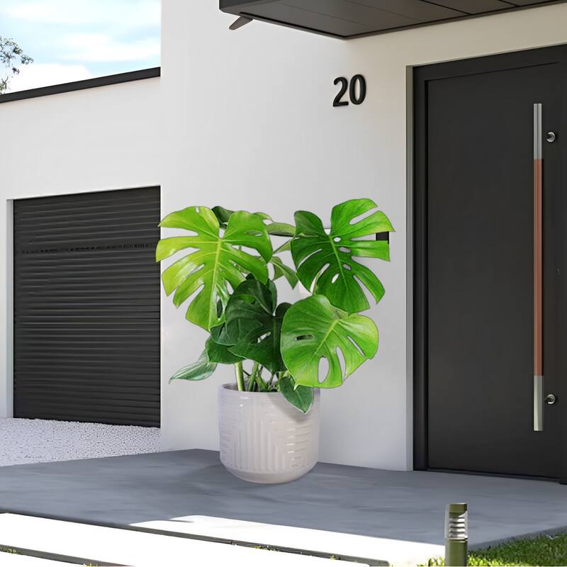 Handmade Ceramic Planter, Monstera & Fiddle Leaf Fig, 16" Diameter - Milk White