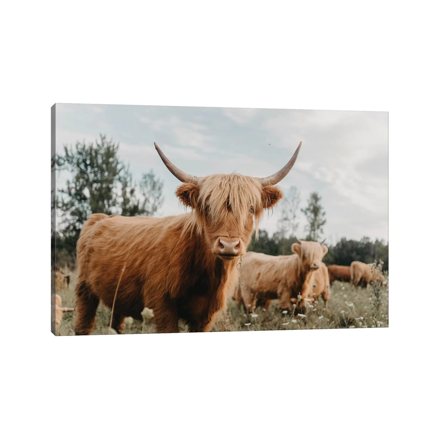 iCanvas "Highland Cow" by Chelsea Victoria Canvas Print