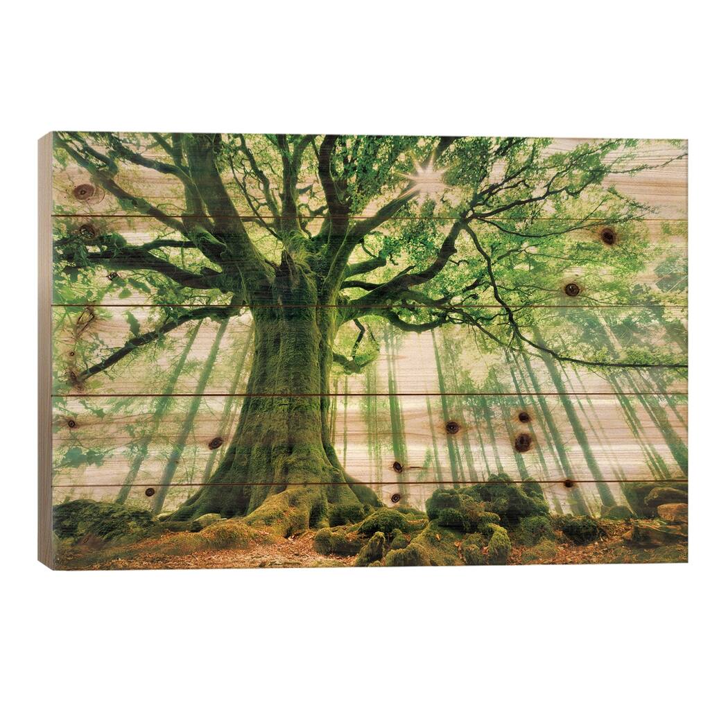 Ponthus' Beech Print On Wood by Christophe Kiciak - Multi-Color