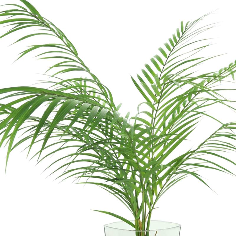 Areca Palm in Vase with Rocks and Acrylic Water - Green