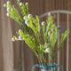 Option White Green