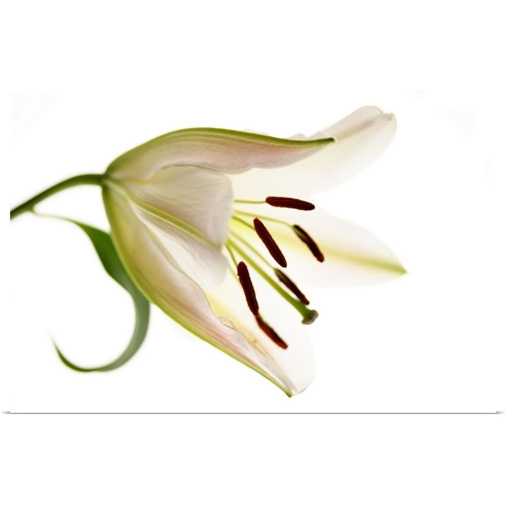 Shop Side View Of Single Lily Flower Poster Print Overstock 21001636