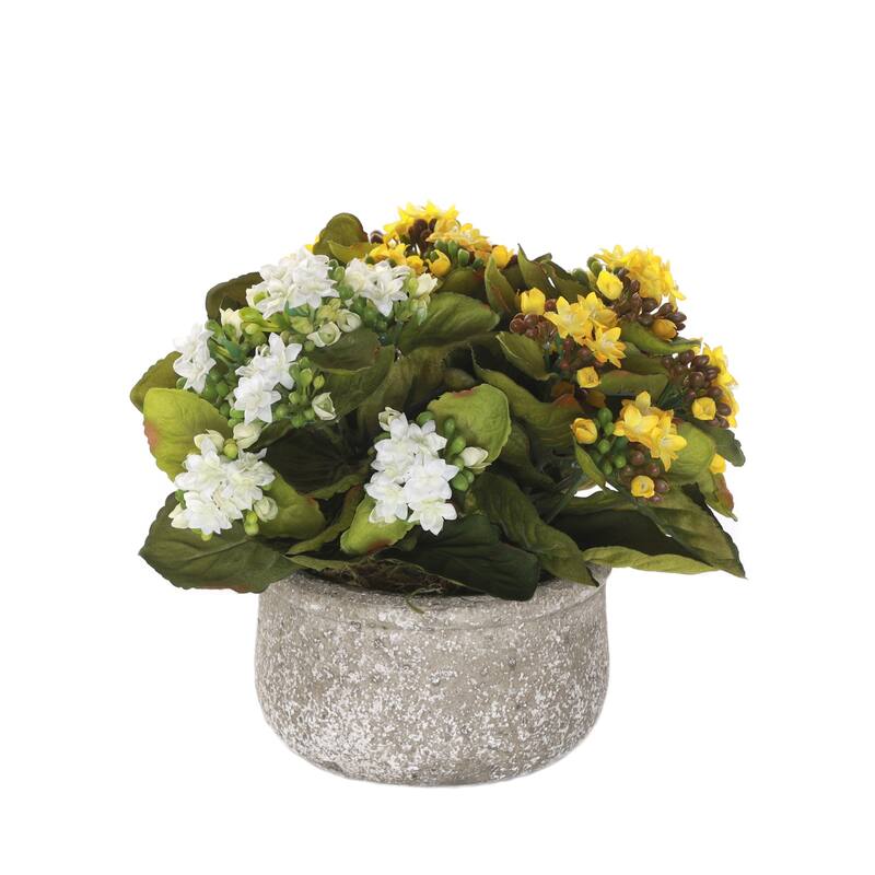Kalanchoe Flower Bushes White, Yellow in Stone Round Pot - Yellow, white, green