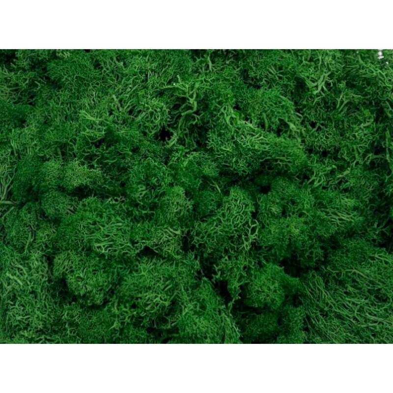 Preserved Reindeer Moss in Multiple Colors