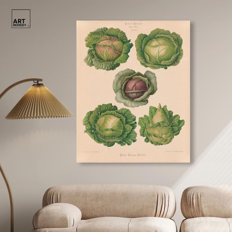 Cabbages by Benary 1876 Canvas by Art Remedy, Gallery Wrapped