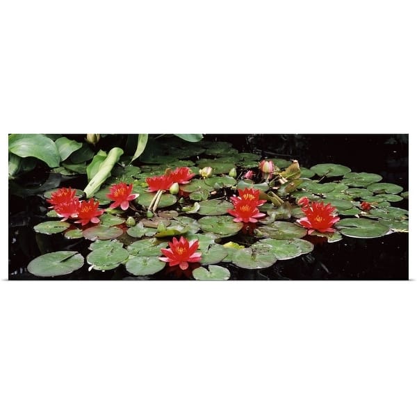 Shop Water Lilies In A Pond Sunken Garden Olbrich Botanical