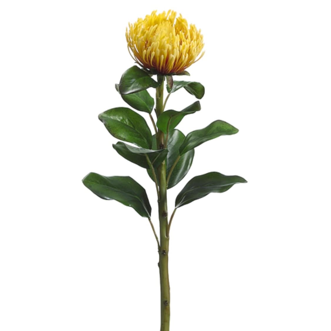15 Protea Silk Flower Stem Pack of 12 Gray/Green 15 Protea Silk Flower Stem Pack of 12 Gray/Green