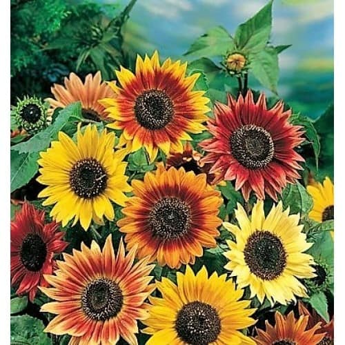Shop Autumn Beauties Sunflower Pre Seeded Mat 3 Mats With Garden