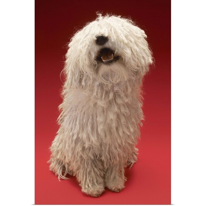 Shop Cute Komondor Dog Poster Print Overstock 16450703