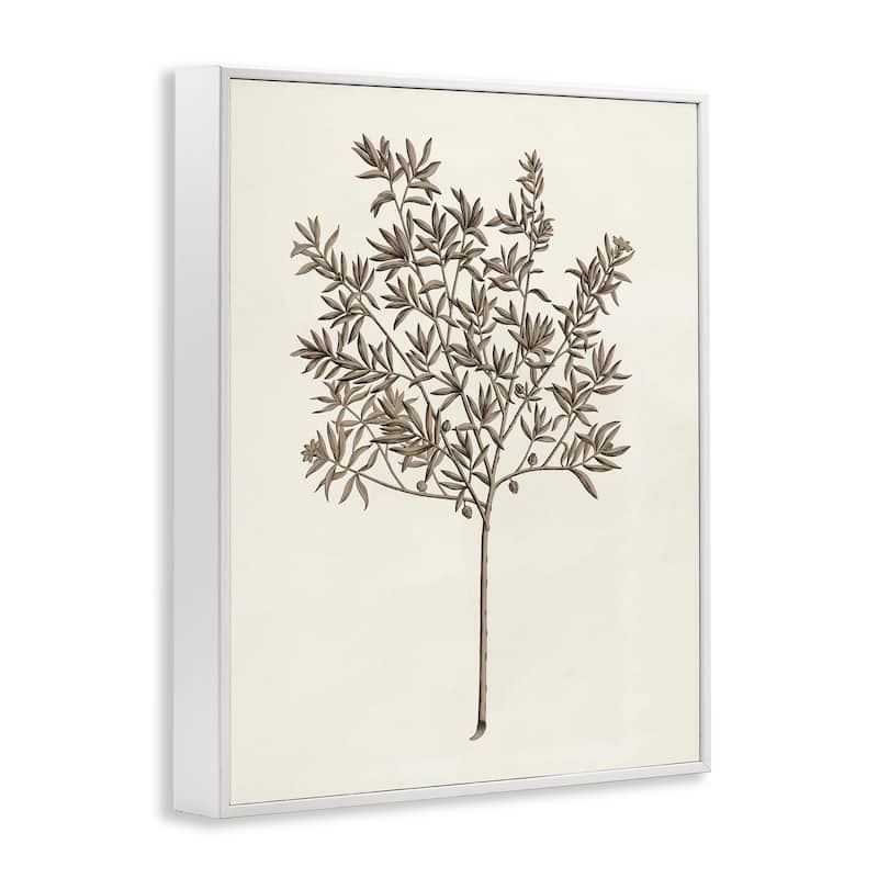 Stupell Vintage Study of Olive Tree Framed Giclee Art Design By Phillipa Katz