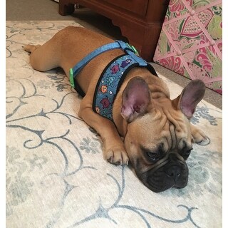 RUGGABLE Washable Stain Resistant Pet Accent Rug Leyla Creme 