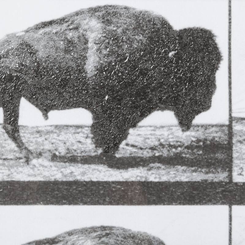 Buffalo Walking Framed Art Print