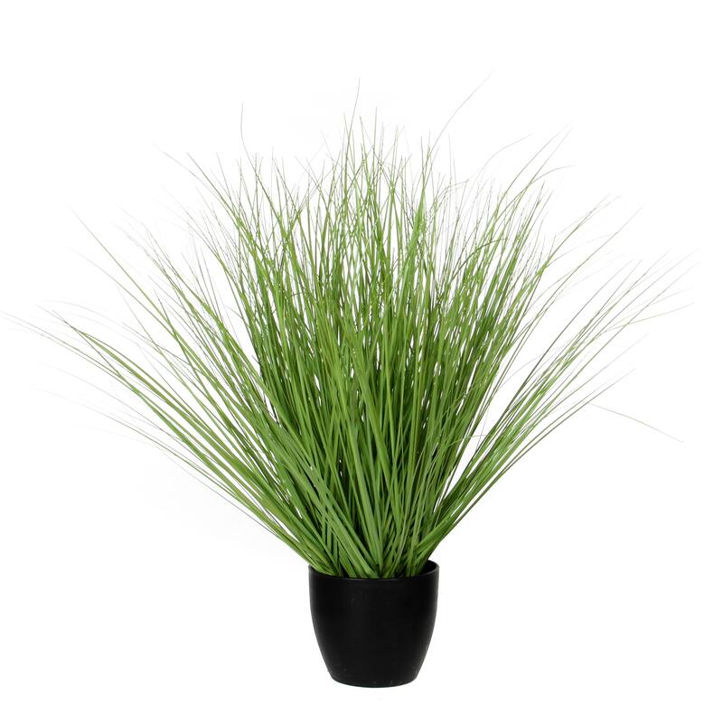 Grass Green In Plastic Pot - ST - Green - Medium