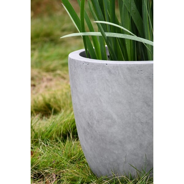 dracaena cinthos Dracaena Cintho Cane 8
