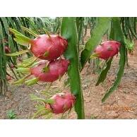 9GreenBox - Dragon Fruit Juicy Sweet Fragrant Flower FRUITING SIZE 9GreenBox - Dragon Fruit Juicy Sweet Fragrant Flower FRUITING SIZE