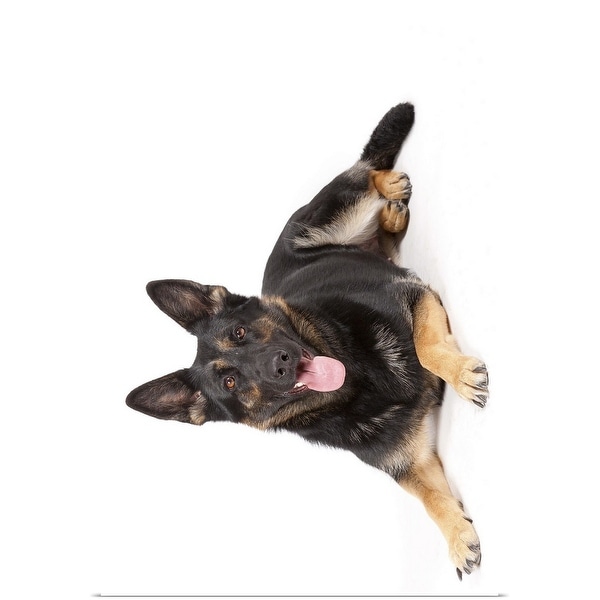 "German Shepherd panting" Poster Print
