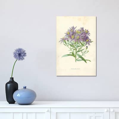 iCanvas "Michaelmas Daisy (Illustration From Familiar Garden Flowers, 1st Series)" by Frederick Edward Hulme Canvas Print
