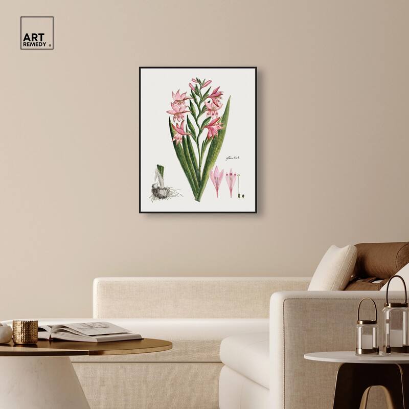 Gladiolus Carneus Canvas by Art Remedy